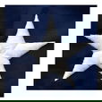 Eder Poly Max American Flag
