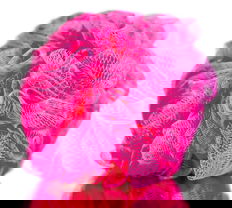Diane Mesh Hot Pink Body Sponge