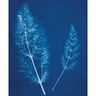 Jacquard Cyanotype Products Jacquard Cyanotype Products