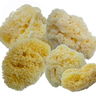 Aphrodite Painting Sponges Aphrodite Painting Sponges
