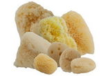 Aphrodite Sponges Artist Value Pack #6